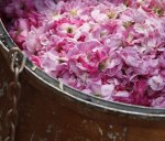 Special formular Damascus Rose Essential Oil for Skin - 50ml - Image 5